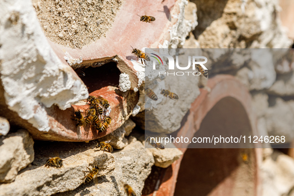 Bees are coming in and out of a tziverti, a traditional domestic beehive, in Nicosia, Cyprus, on April 12, 2024. Bees are being considered a...