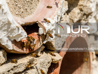 Bees are coming in and out of a tziverti, a traditional domestic beehive, in Nicosia, Cyprus, on April 12, 2024. Bees are being considered a...