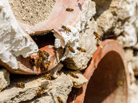 Bees are coming in and out of a tziverti, a traditional domestic beehive, in Nicosia, Cyprus, on April 12, 2024. Bees are being considered a...