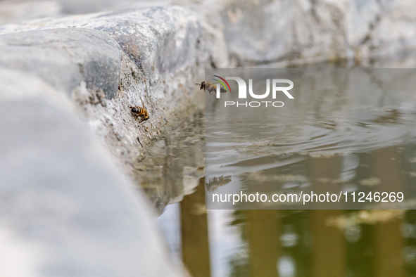 Bees are being seen on a small lake inside the park in Nicosia, Cyprus, on April 12, 2024. Water is being crucial for bees as they work unde...