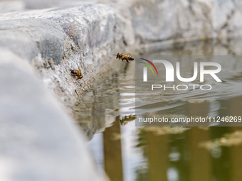 Bees are being seen on a small lake inside the park in Nicosia, Cyprus, on April 12, 2024. Water is being crucial for bees as they work unde...