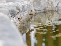 Bees are being seen on a small lake inside the park in Nicosia, Cyprus, on April 12, 2024. Water is being crucial for bees as they work unde...