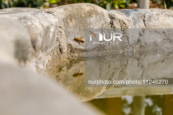 A bee is being reflected on water over a small lake inside the park in Nicosia, Cyprus, on April 12, 2024. Water is being considered crucial...