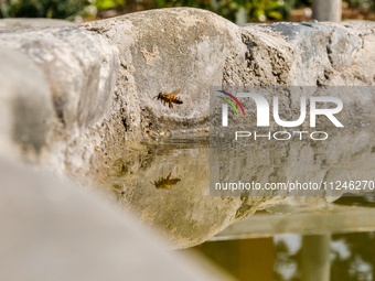 A bee is being reflected on water over a small lake inside the park in Nicosia, Cyprus, on April 12, 2024. Water is being considered crucial...