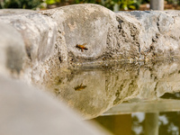 A bee is being reflected on water over a small lake inside the park in Nicosia, Cyprus, on April 12, 2024. Water is being considered crucial...