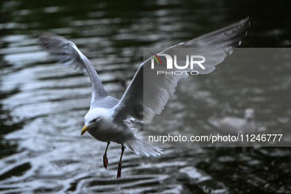 DUBLIN, IRELAND - MAY 16: 
A seagull lands in St. Stephen's Green Park, searching for food, on May 16, 2024, in Dublin, Ireland, 
With sprin...