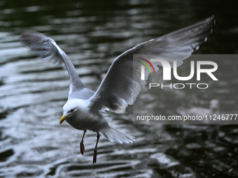 DUBLIN, IRELAND - MAY 16: 
A seagull lands in St. Stephen's Green Park, searching for food, on May 16, 2024, in Dublin, Ireland, 
With sprin...