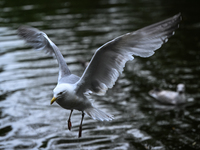 DUBLIN, IRELAND - MAY 16: 
A seagull lands in St. Stephen's Green Park, searching for food, on May 16, 2024, in Dublin, Ireland, 
With sprin...