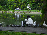 DUBLIN, IRELAND - MAY 16: 
A woman feeds birds, including seagulls, pigeons, and swans, in St. Stephen's Green Park, on May 16, 2024, in Dub...