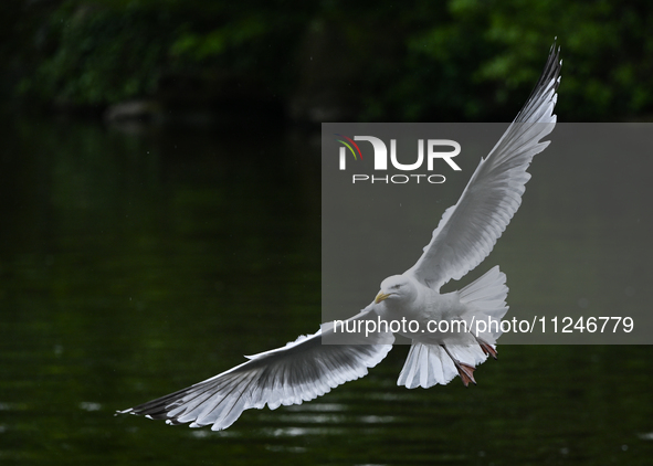 DUBLIN, IRELAND - MAY 16: 
A seagull lands in St. Stephen's Green Park, searching for food, on May 16, 2024, in Dublin, Ireland, 
With sprin...