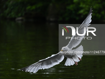 DUBLIN, IRELAND - MAY 16: 
A seagull lands in St. Stephen's Green Park, searching for food, on May 16, 2024, in Dublin, Ireland, 
With sprin...