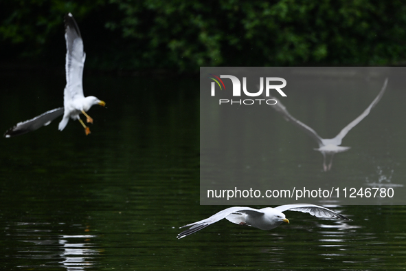 DUBLIN, IRELAND - MAY 16: 
Seagulls land in St. Stephen's Green Park, searching for food, on May 16, 2024, in Dublin, Ireland, 
With spring'...