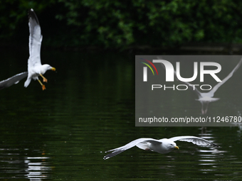 DUBLIN, IRELAND - MAY 16: 
Seagulls land in St. Stephen's Green Park, searching for food, on May 16, 2024, in Dublin, Ireland, 
With spring'...