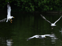 DUBLIN, IRELAND - MAY 16: 
Seagulls land in St. Stephen's Green Park, searching for food, on May 16, 2024, in Dublin, Ireland, 
With spring'...