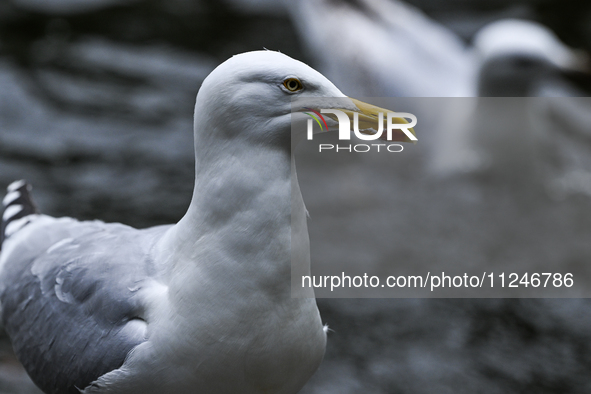 DUBLIN, IRELAND - MAY 16: 
A seagull in St. Stephen's Green Park, searching for food, on May 16, 2024, in Dublin, Ireland, 
With spring's ar...