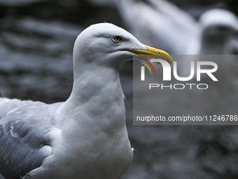 DUBLIN, IRELAND - MAY 16: 
A seagull in St. Stephen's Green Park, searching for food, on May 16, 2024, in Dublin, Ireland, 
With spring's ar...