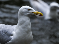 DUBLIN, IRELAND - MAY 16: 
A seagull in St. Stephen's Green Park, searching for food, on May 16, 2024, in Dublin, Ireland, 
With spring's ar...