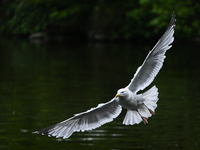 DUBLIN, IRELAND - MAY 16: 
A seagull lands in St. Stephen's Green Park, searching for food, on May 16, 2024, in Dublin, Ireland, 
With sprin...