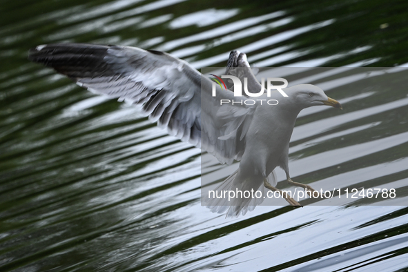 DUBLIN, IRELAND - MAY 16: 
A seagull lands in St. Stephen's Green Park, searching for food, on May 16, 2024, in Dublin, Ireland, 
With sprin...