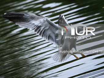 DUBLIN, IRELAND - MAY 16: 
A seagull lands in St. Stephen's Green Park, searching for food, on May 16, 2024, in Dublin, Ireland, 
With sprin...