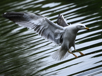 DUBLIN, IRELAND - MAY 16: 
A seagull lands in St. Stephen's Green Park, searching for food, on May 16, 2024, in Dublin, Ireland, 
With sprin...