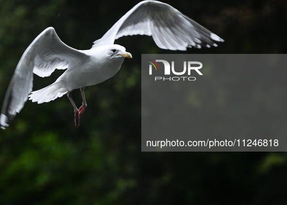 DUBLIN, IRELAND - MAY 16: 
A seagull lands in St. Stephen's Green Park, searching for food, on May 16, 2024, in Dublin, Ireland, 
With sprin...