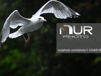 DUBLIN, IRELAND - MAY 16: 
A seagull lands in St. Stephen's Green Park, searching for food, on May 16, 2024, in Dublin, Ireland, 
With sprin...