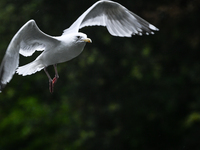 DUBLIN, IRELAND - MAY 16: 
A seagull lands in St. Stephen's Green Park, searching for food, on May 16, 2024, in Dublin, Ireland, 
With sprin...