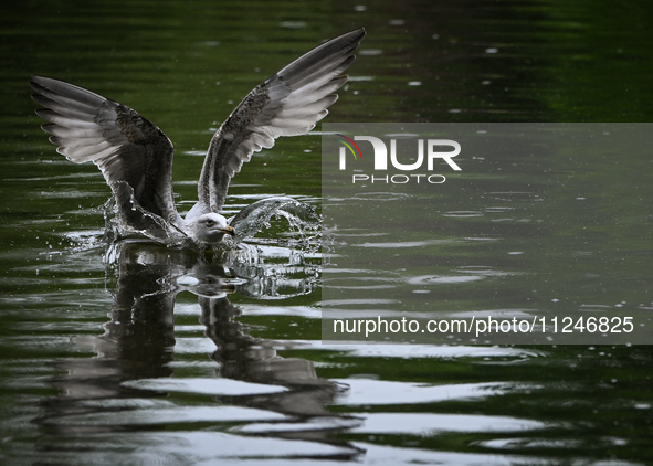 DUBLIN, IRELAND - MAY 16: 
A seagull lands in St. Stephen's Green Park, searching for food, on May 16, 2024, in Dublin, Ireland, 
With sprin...