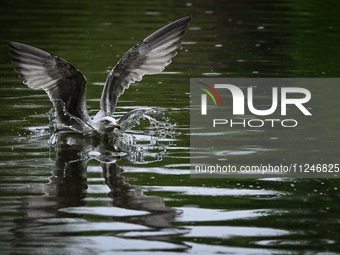 DUBLIN, IRELAND - MAY 16: 
A seagull lands in St. Stephen's Green Park, searching for food, on May 16, 2024, in Dublin, Ireland, 
With sprin...