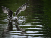 DUBLIN, IRELAND - MAY 16: 
A seagull lands in St. Stephen's Green Park, searching for food, on May 16, 2024, in Dublin, Ireland, 
With sprin...