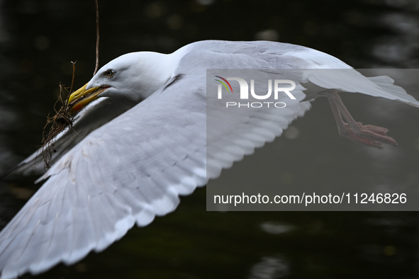 DUBLIN, IRELAND - MAY 16: 
A seagull in St. Stephen's Green Park, searching for food, on May 16, 2024, in Dublin, Ireland, 
With spring's ar...