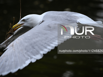 DUBLIN, IRELAND - MAY 16: 
A seagull in St. Stephen's Green Park, searching for food, on May 16, 2024, in Dublin, Ireland, 
With spring's ar...