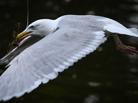 DUBLIN, IRELAND - MAY 16: 
A seagull in St. Stephen's Green Park, searching for food, on May 16, 2024, in Dublin, Ireland, 
With spring's ar...