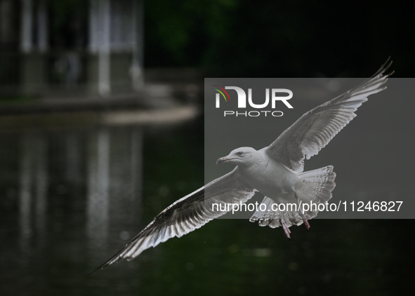 DUBLIN, IRELAND - MAY 16: 
A seagull in St. Stephen's Green Park, searching for food, on May 16, 2024, in Dublin, Ireland, 
With spring's ar...