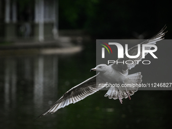 DUBLIN, IRELAND - MAY 16: 
A seagull in St. Stephen's Green Park, searching for food, on May 16, 2024, in Dublin, Ireland, 
With spring's ar...