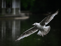 DUBLIN, IRELAND - MAY 16: 
A seagull in St. Stephen's Green Park, searching for food, on May 16, 2024, in Dublin, Ireland, 
With spring's ar...