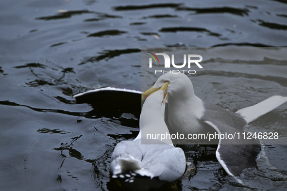 DUBLIN, IRELAND - MAY 16: 
A couple of seagulls fighting in St. Stephen's Green Park, searching for food, on May 16, 2024, in Dublin, Irelan...