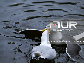 DUBLIN, IRELAND - MAY 16: 
A couple of seagulls fighting in St. Stephen's Green Park, searching for food, on May 16, 2024, in Dublin, Irelan...