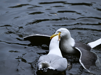 DUBLIN, IRELAND - MAY 16: 
A couple of seagulls fighting in St. Stephen's Green Park, searching for food, on May 16, 2024, in Dublin, Irelan...