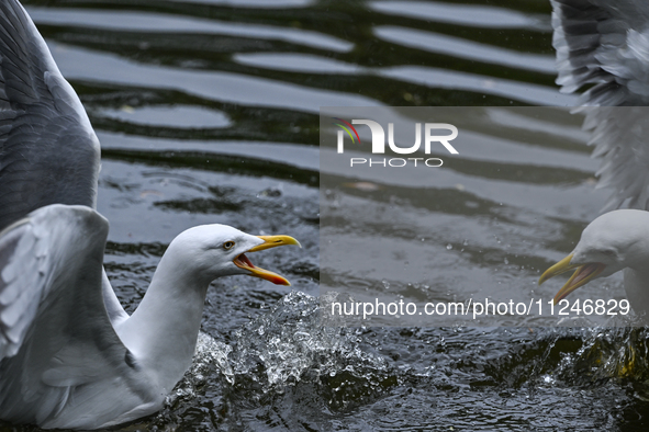 DUBLIN, IRELAND - MAY 16: 
A couple of seagulls fighting in St. Stephen's Green Park, searching for food, on May 16, 2024, in Dublin, Irelan...