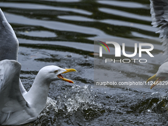 DUBLIN, IRELAND - MAY 16: 
A couple of seagulls fighting in St. Stephen's Green Park, searching for food, on May 16, 2024, in Dublin, Irelan...