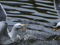 DUBLIN, IRELAND - MAY 16: 
A couple of seagulls fighting in St. Stephen's Green Park, searching for food, on May 16, 2024, in Dublin, Irelan...