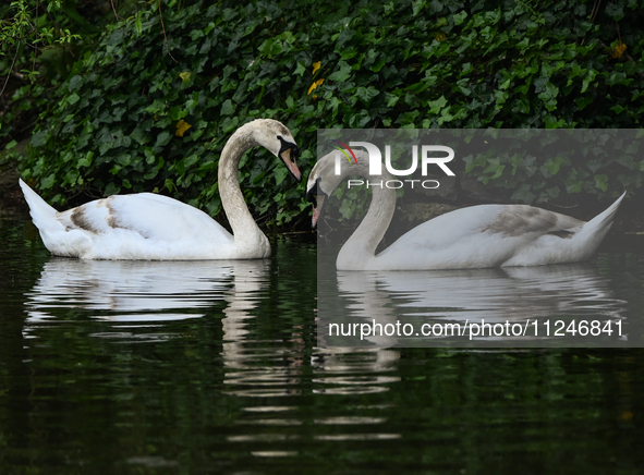 DUBLIN, IRELAND - MAY 16: 
A couple of swans seen in St. Stephen's Green Park, searching for food, on May 16, 2024, in Dublin, Ireland, 
Wit...