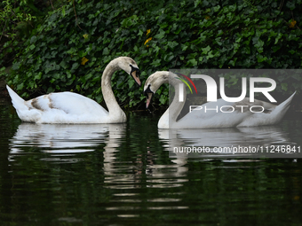 DUBLIN, IRELAND - MAY 16: 
A couple of swans seen in St. Stephen's Green Park, searching for food, on May 16, 2024, in Dublin, Ireland, 
Wit...