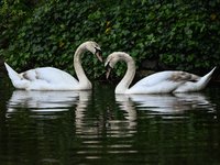 DUBLIN, IRELAND - MAY 16: 
A couple of swans seen in St. Stephen's Green Park, searching for food, on May 16, 2024, in Dublin, Ireland, 
Wit...