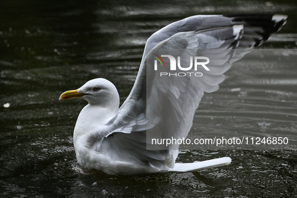 DUBLIN, IRELAND - MAY 16: 
A seagull in St. Stephen's Green Park, searching for food, on May 16, 2024, in Dublin, Ireland, 
With spring's ar...