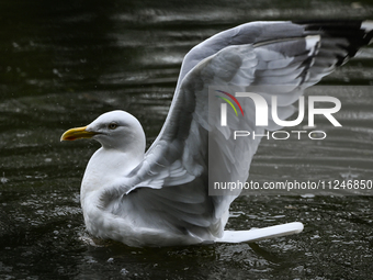 DUBLIN, IRELAND - MAY 16: 
A seagull in St. Stephen's Green Park, searching for food, on May 16, 2024, in Dublin, Ireland, 
With spring's ar...