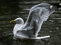 DUBLIN, IRELAND - MAY 16: 
A seagull in St. Stephen's Green Park, searching for food, on May 16, 2024, in Dublin, Ireland, 
With spring's ar...