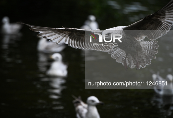 DUBLIN, IRELAND - MAY 16: 
A seagull lands in St. Stephen's Green Park, searching for food, on May 16, 2024, in Dublin, Ireland, 
With sprin...